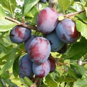 Слива Заречная ранняя 1-летка Tim 