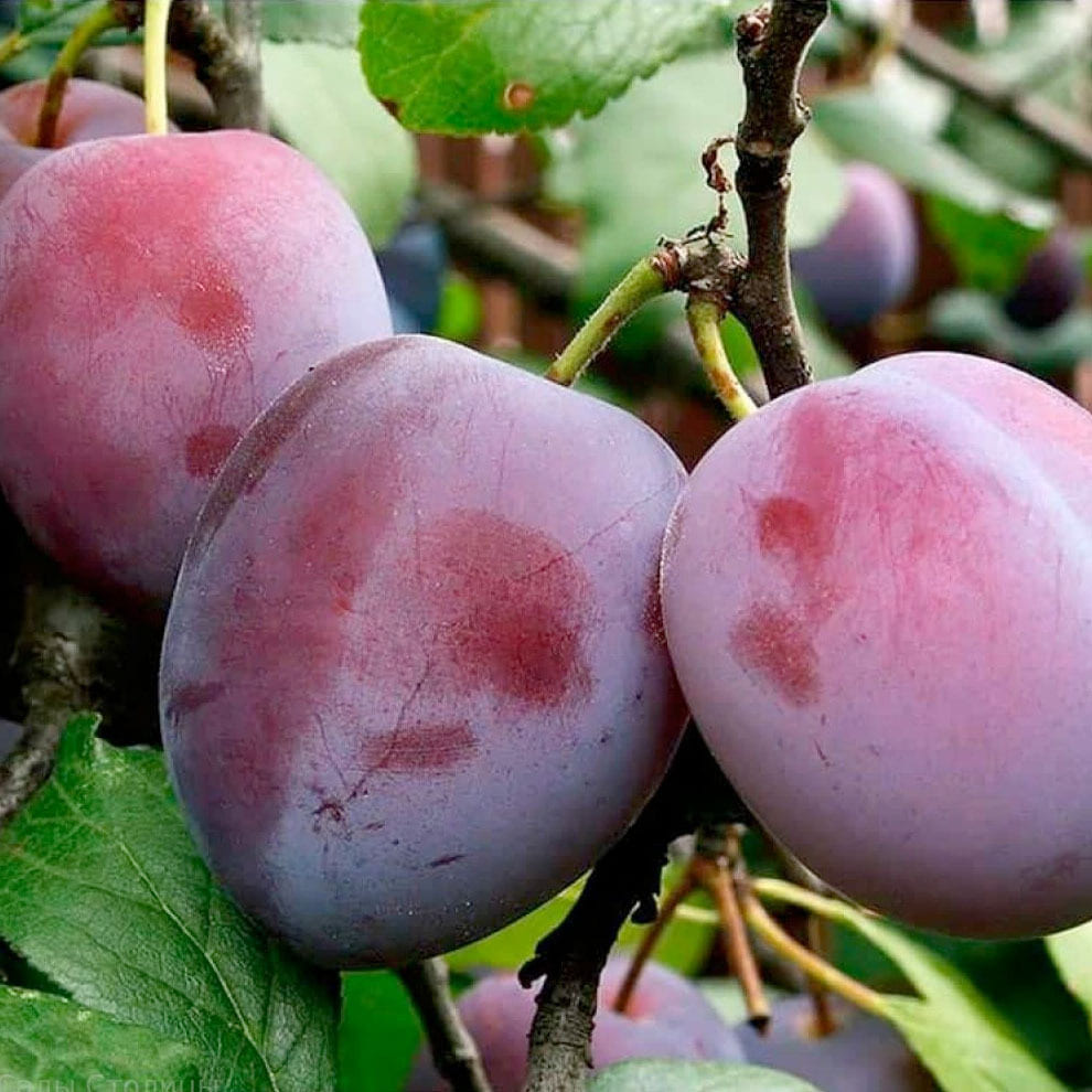 Слива Этюд v7 100-140 Lav 