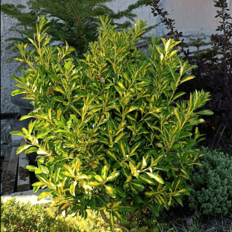 Бересклет японский Экстаз v2 Lav 