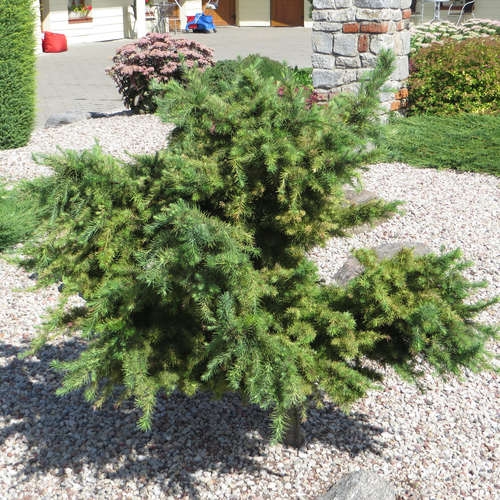 Лиственница кемпфера Литл Богл C3 20-25 cm Sch 