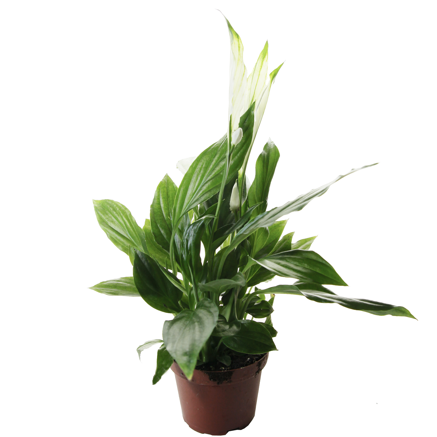 Спатифиллум Кватро d9 h30 