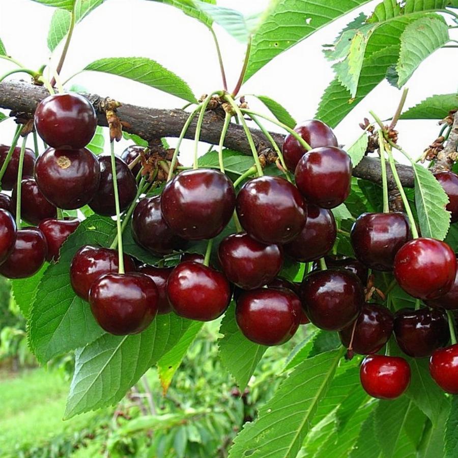 Черешня Елена v 5-10 