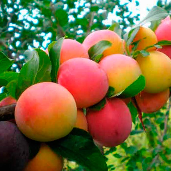 Алыча 3-х летка в асс. 