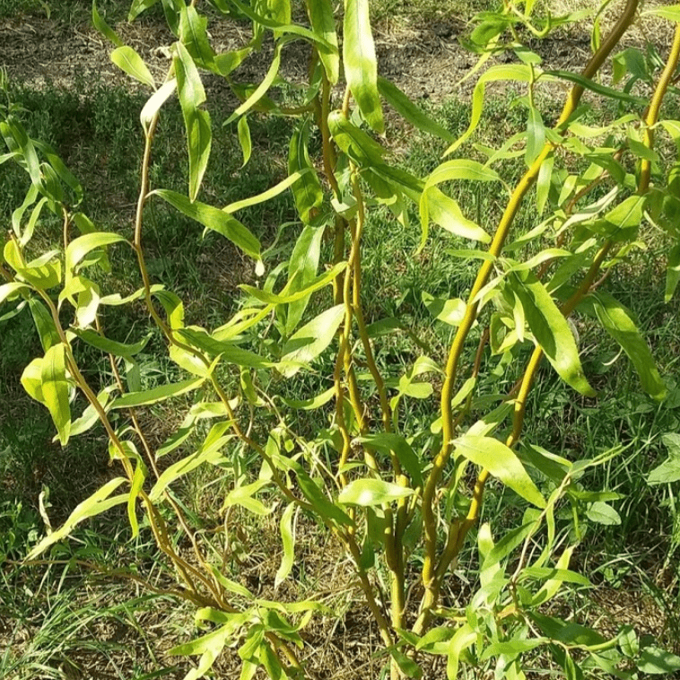 Ива Уральская извилистая v5 Lav 