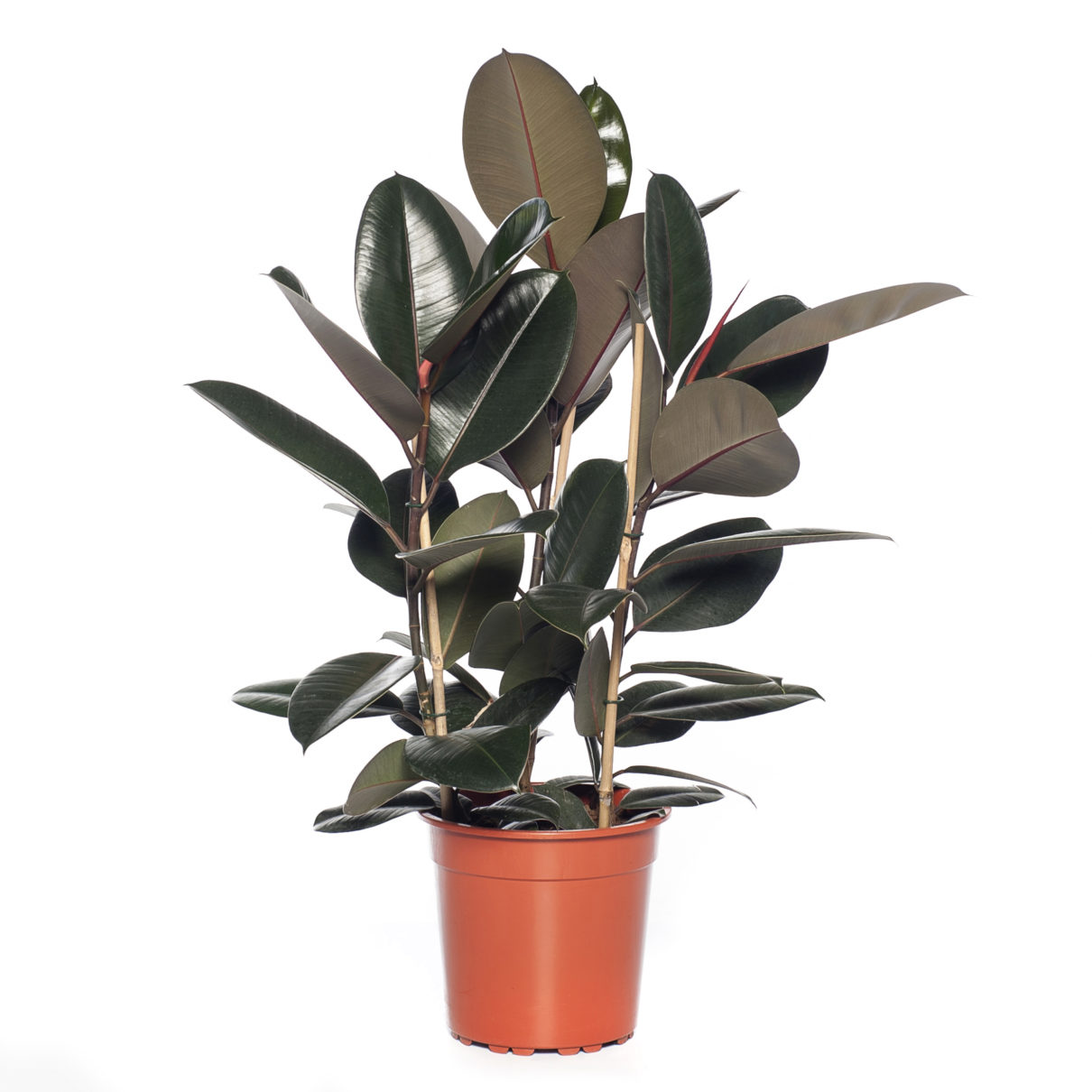 Фикус эластика Абиджан 3ст d27 h90 