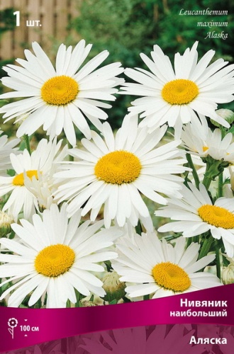 Корневище Нивяник наибольший Аляска I 1шт Поиск 