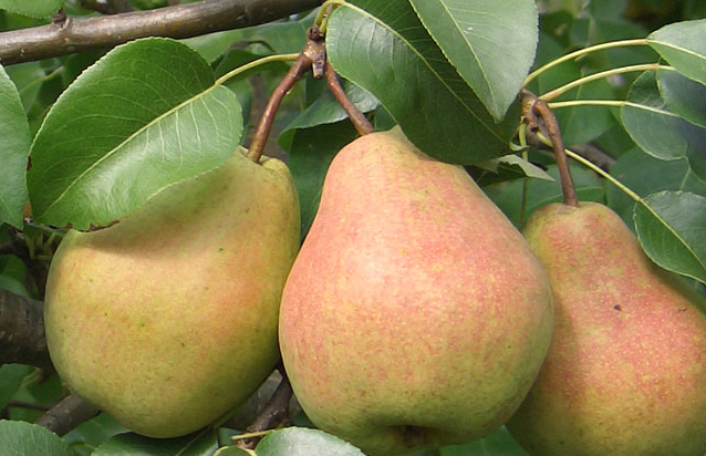 Груша Детская v7 100-140 Tim 