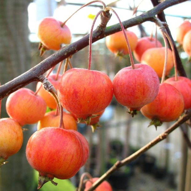 Яблоня Эверест с6 130см 