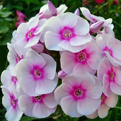 Флокс метельчатый Киевский v2 Tim 