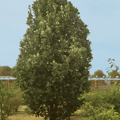 Дуб Монумент v3 20-40 