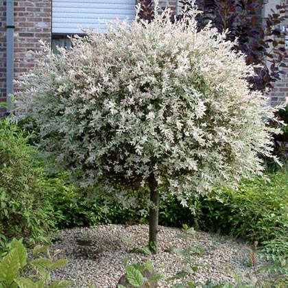 Ива цельнолистная Хакуро Нишики v15 80-100 Tw 