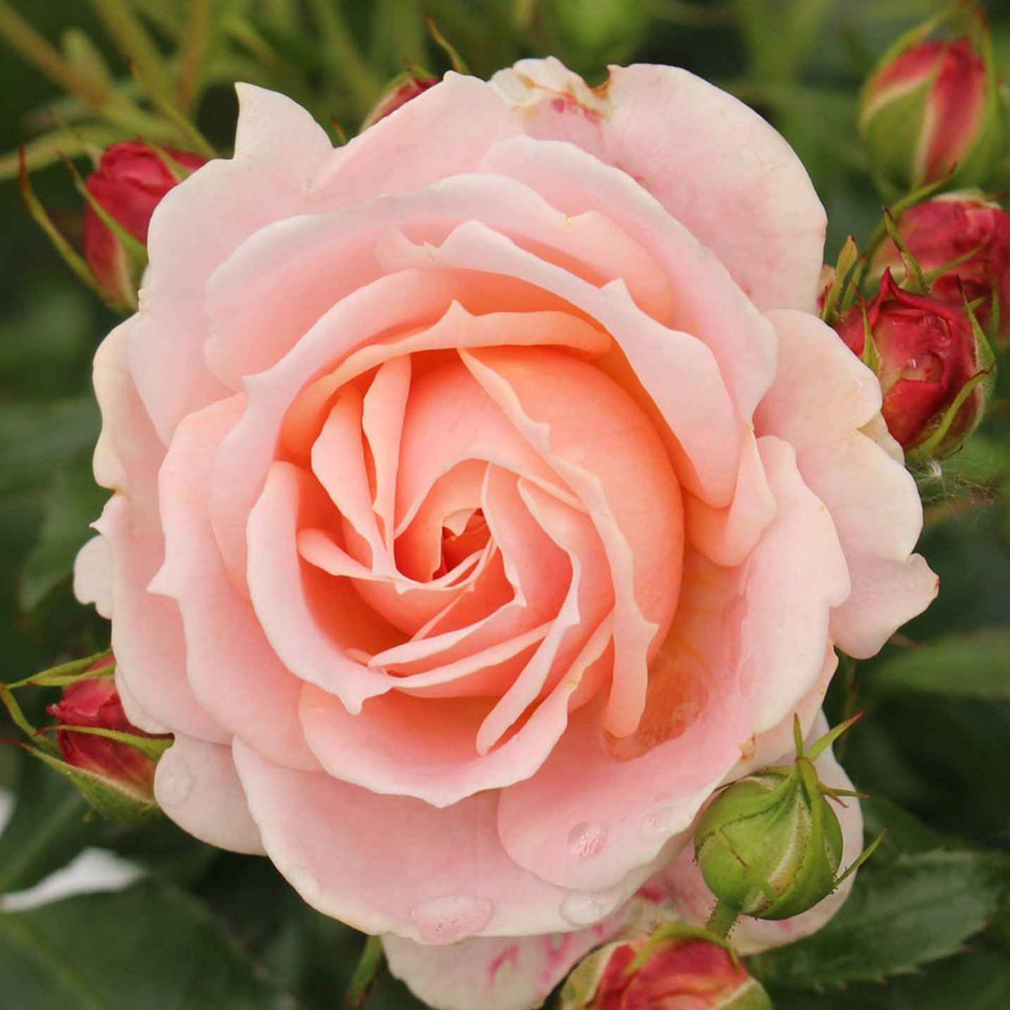 Роза флорибунда Кремоса v5 Dem 