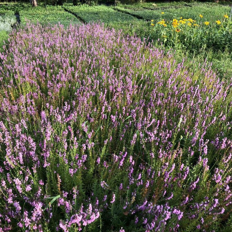 Иссоп лекарственный Розеус, Roseus,d12,XP 