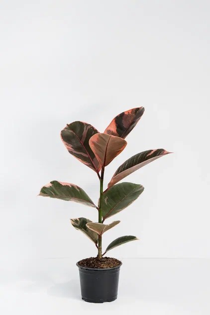 Фикус эластика микс d10 ЯР 