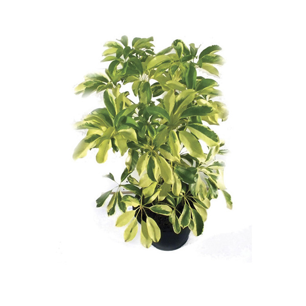 Шеффлера d12 ХР 