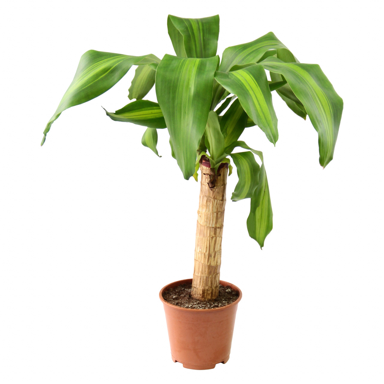 Основное изображение