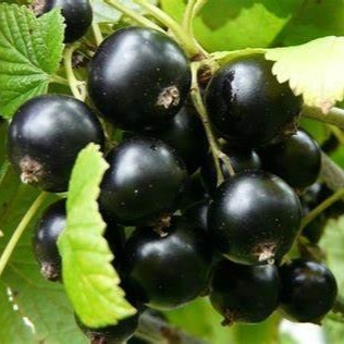 Смородина черная Загадка v2-3 Tim 