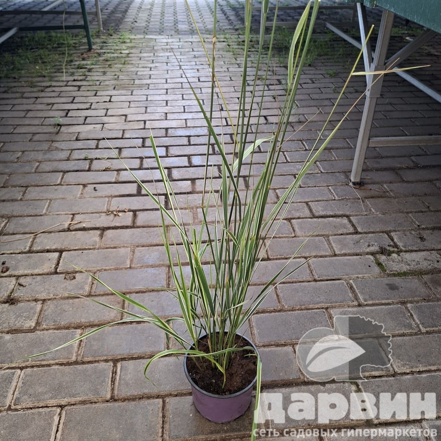 Вейник Овердам v2 Lav 