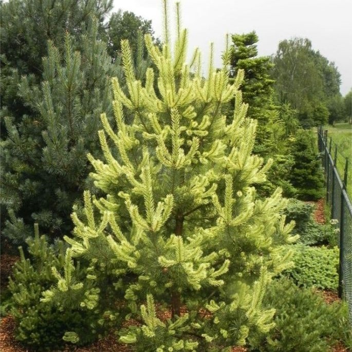 Сосна обыкновенная Канделайт 30-40 cm cont. 4,0L Mt 