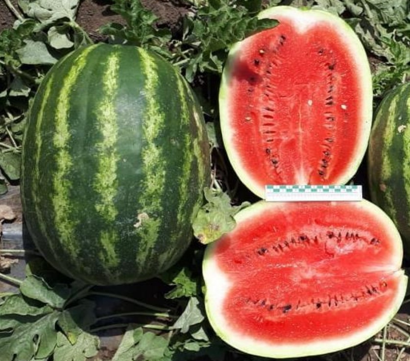 Рассада Арбуз Осман p9 Tim по цене  Рассада Арбуз Осман p9 Tim