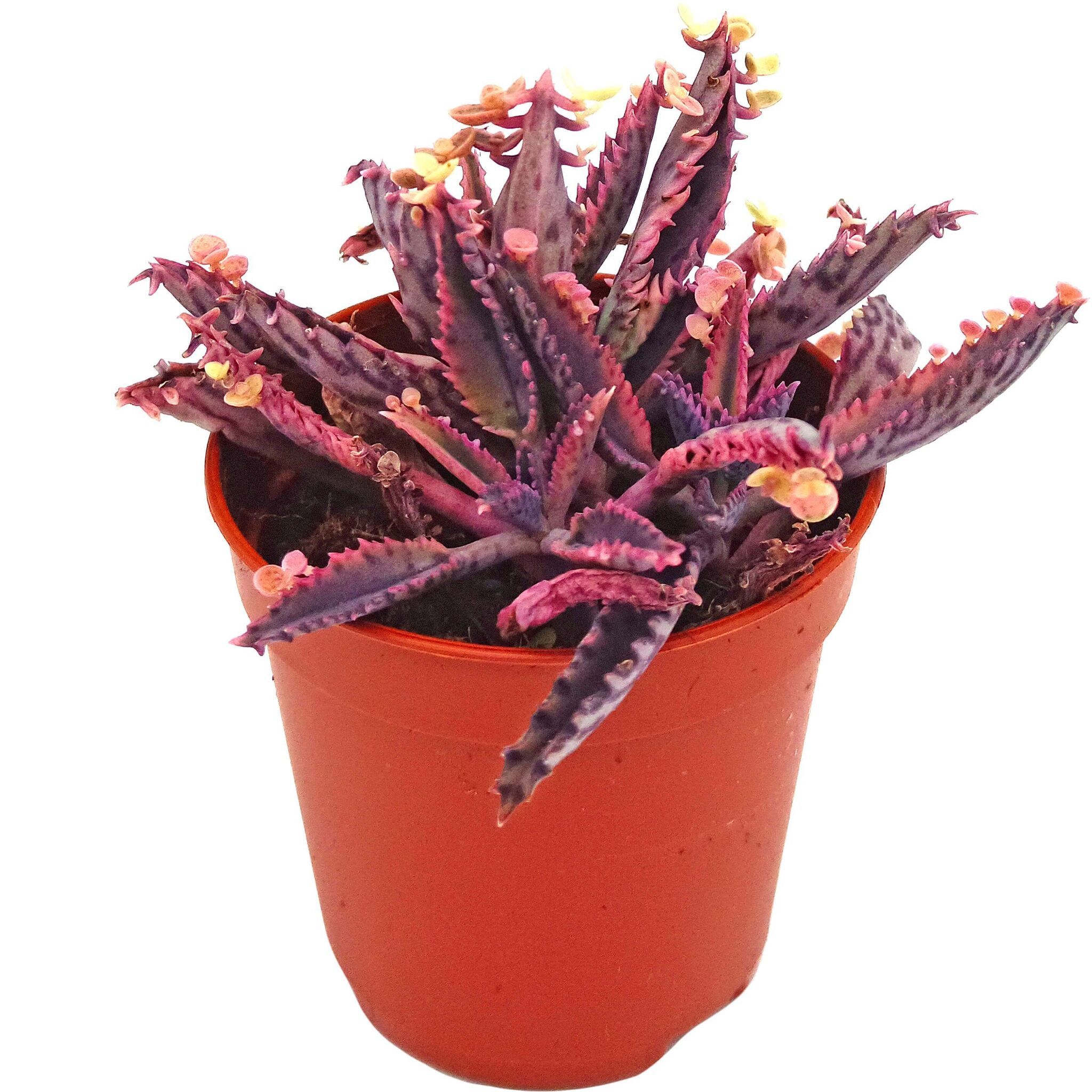 Каланхое Пинк Баттерфляй d5 h12 