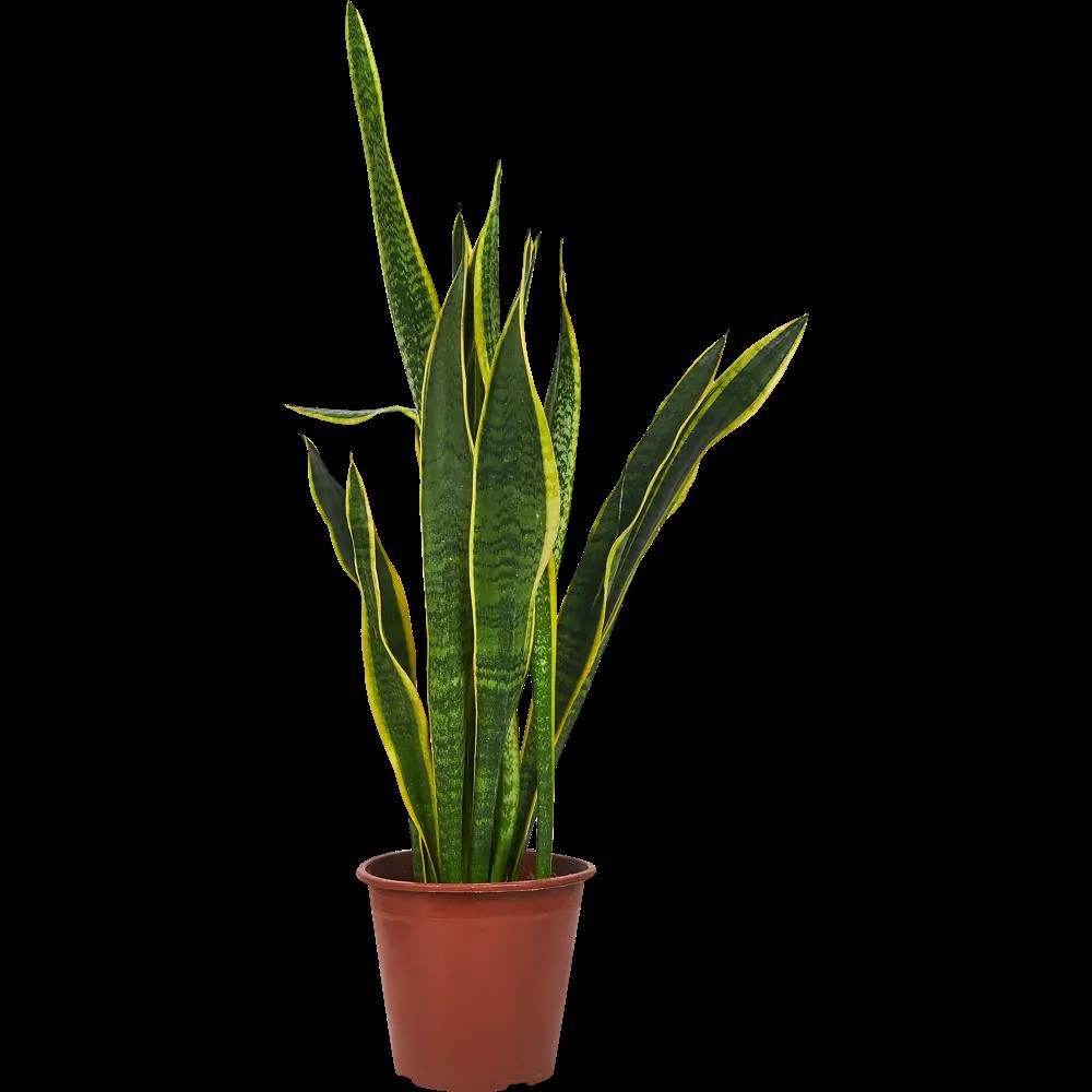 Сансевиерия d17 ХР 