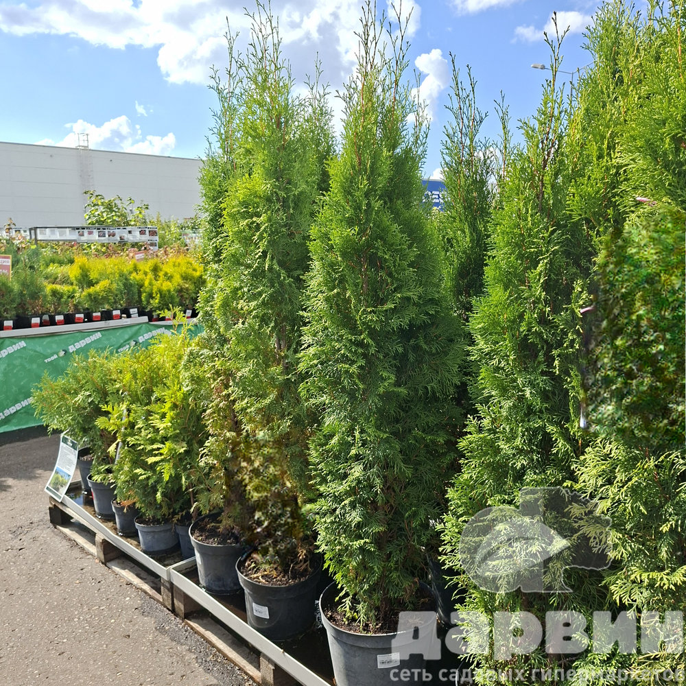 Туя западная Колумна C7,5 /10 100-120 Bor 