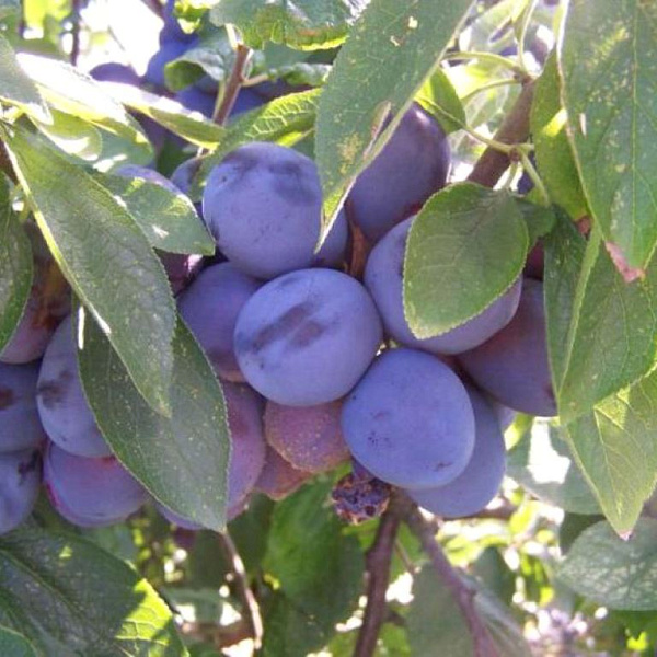 Слива Смолинка v7 100-140 Tim по цене  Слива Смолинка v7 100-140 Tim