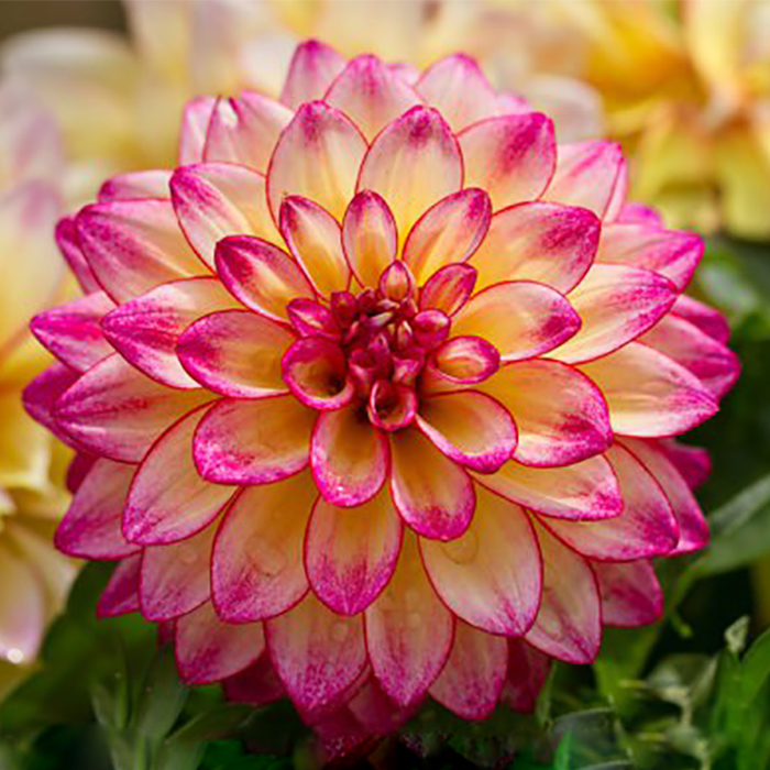 Клубень Георгина Тропикал, 1шт/уп 