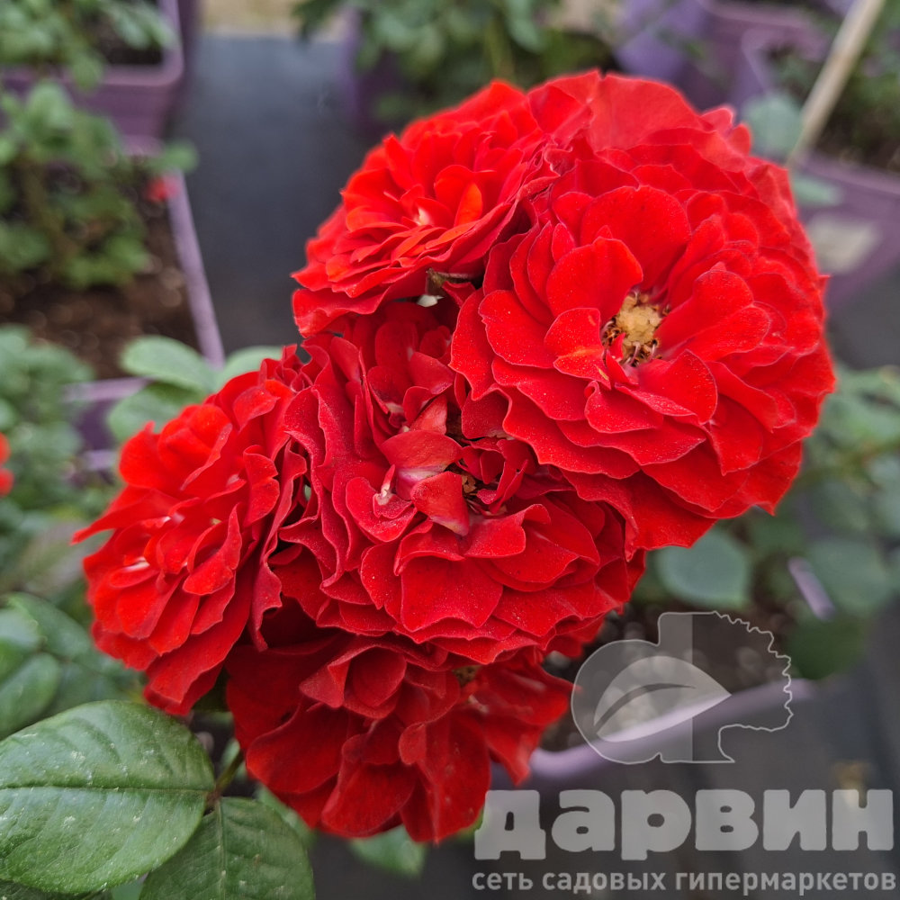 Роза бордюрная Оранж Бебифлор v5 Lav 