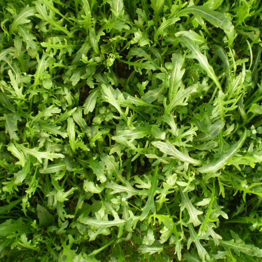 Руккола кассета 6шт ЕГ 