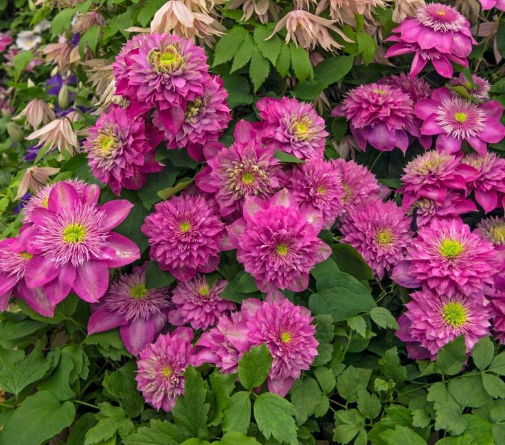 Клематис Кайзер Блашинг Брайдсмэйд v2 Tim 