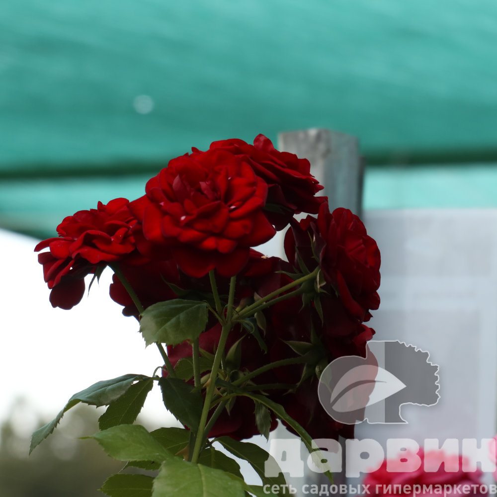 Роза флорибунда Лаваглут - Флауэр Пауэр Голд штамб 90-100 v5 Tim (2) ватермарка