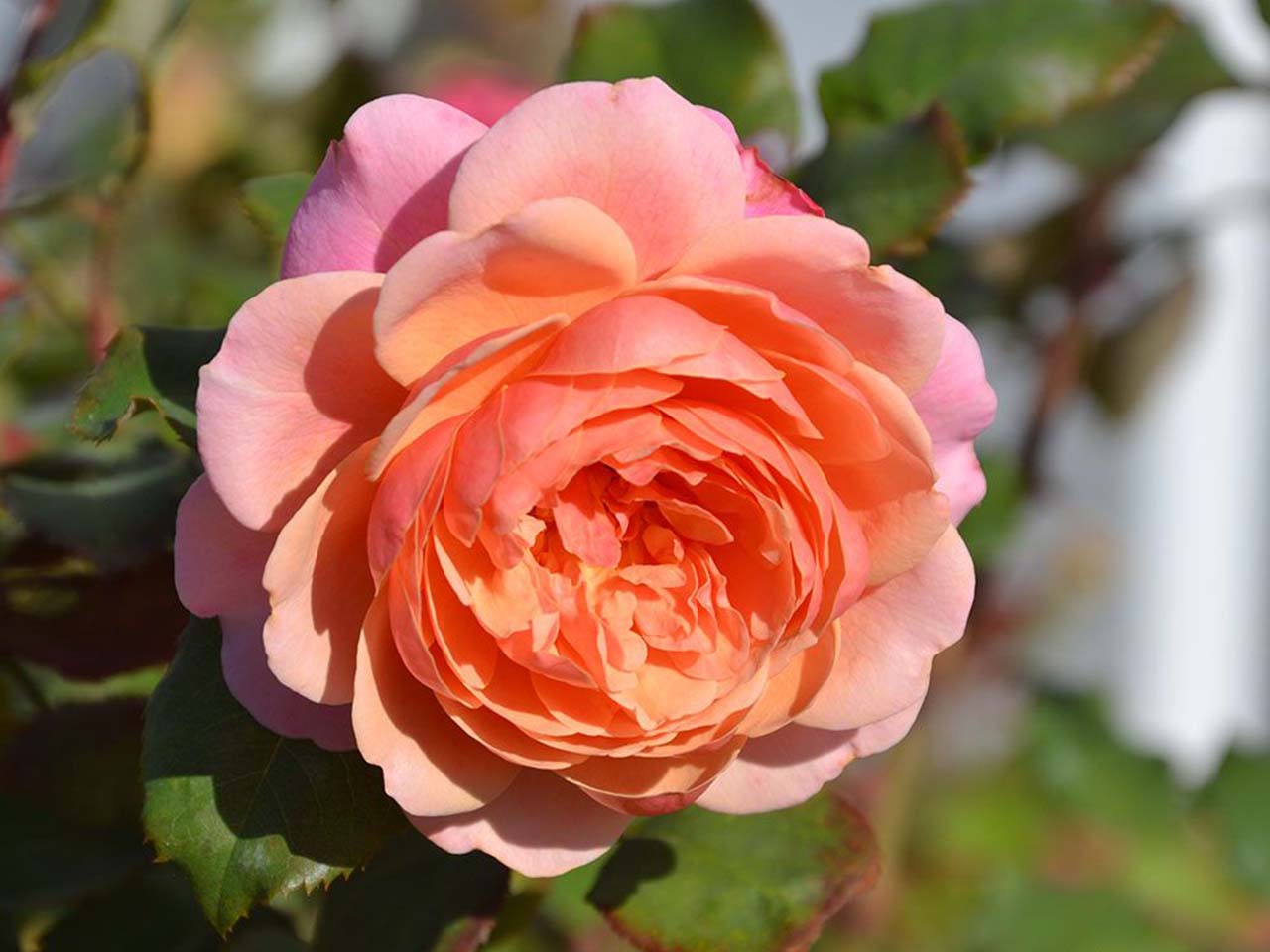 Роза Гийо парковая Прикс П.Ж.Редут в коробке ЦО 