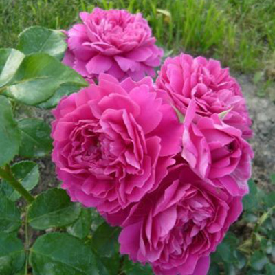 Роза английская Принцесса Анна v6 Tim 