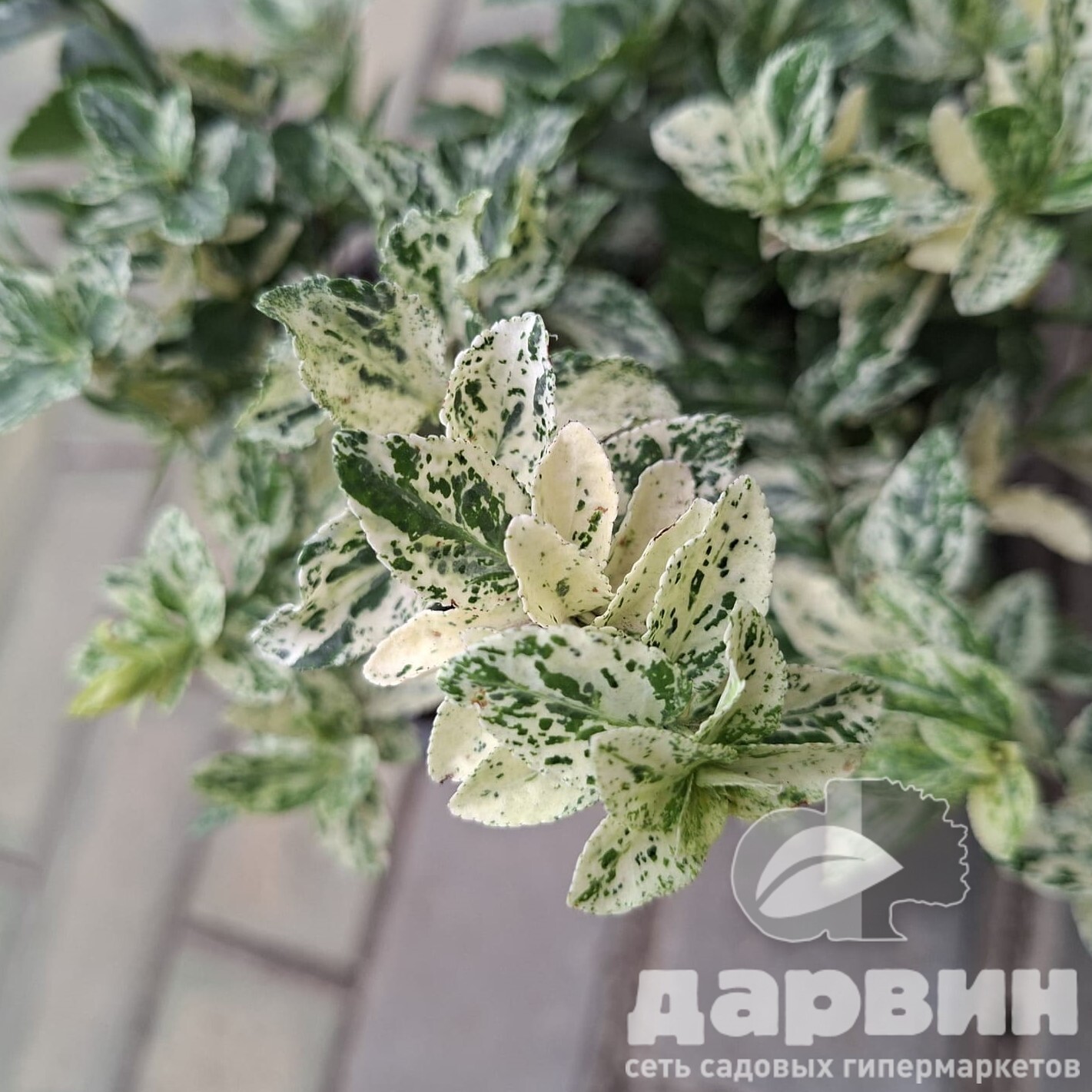 Бересклет форчуна Голден Арлекин v2 Lav 