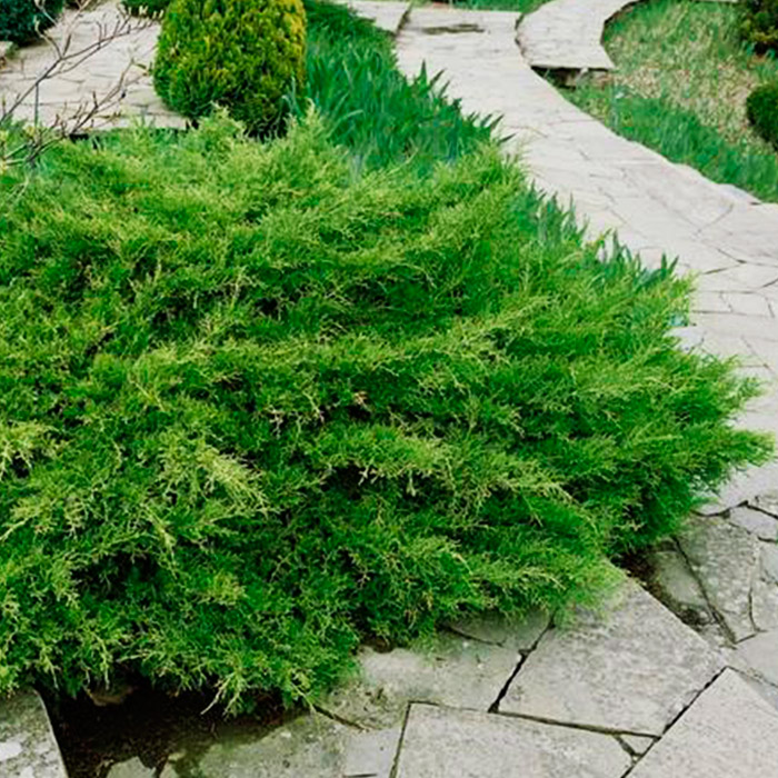 Растение можжевельник средний Пфитсериана компакта с25/80-100 Lt 