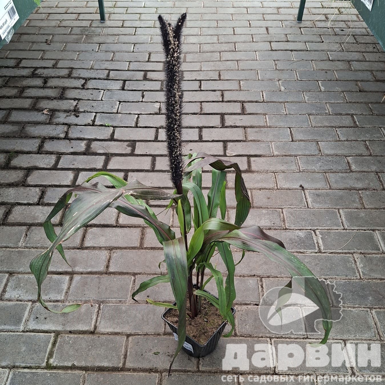 Пеннисетум d17 bix 