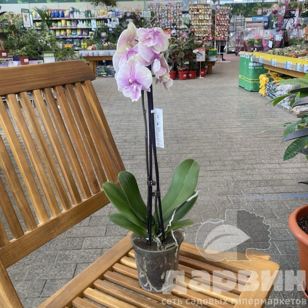 Фаленопсис 2 вет Дарья d12 h65 