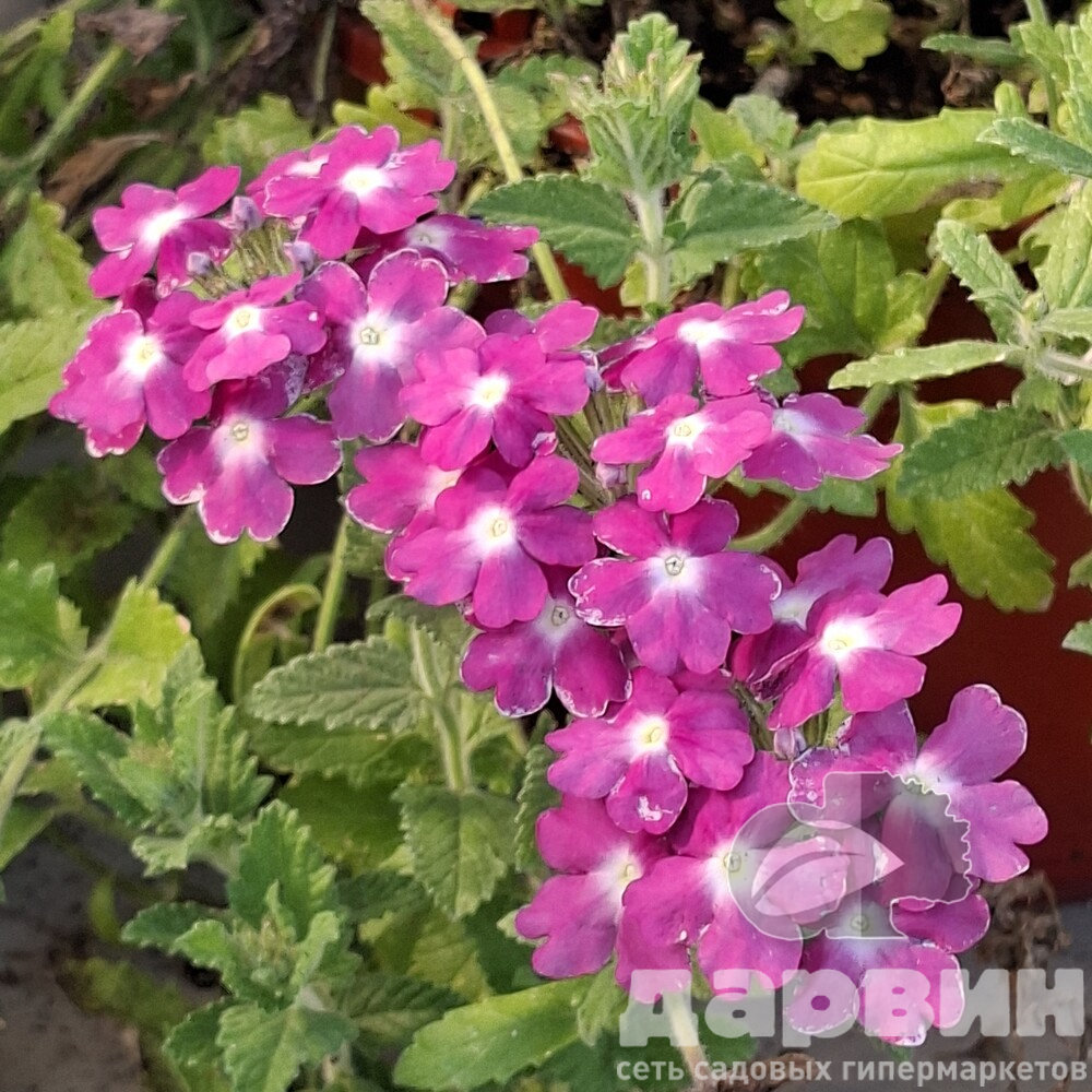 Вербена в кашпо d23 Tim 