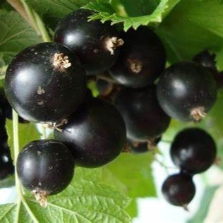 Смородина черная Шалунья v2 Lav 