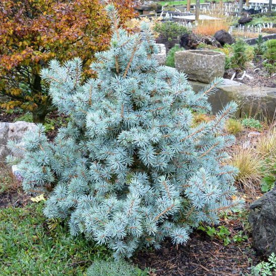 Растение ель колючая Мекки С12, 40-50см 