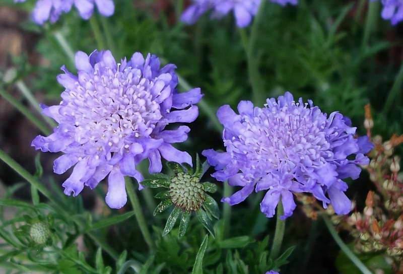 Скабиоза d14 ЕГ 