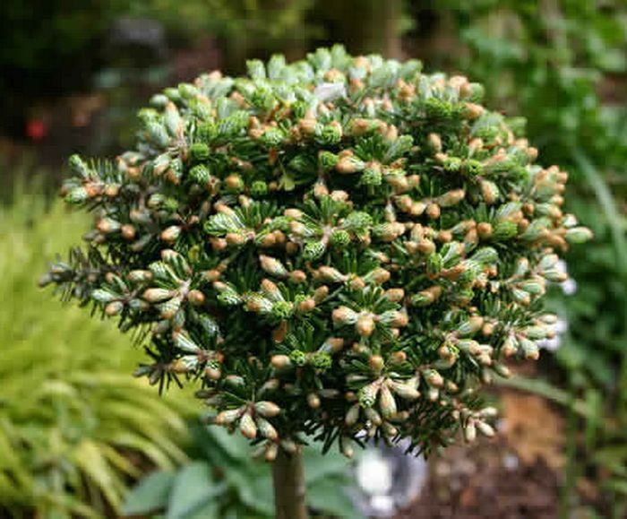 Пихта корейская Кристалкугель v3 20-25 