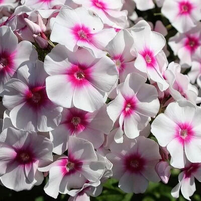 Флокс Юник Тренди d15 ХР 