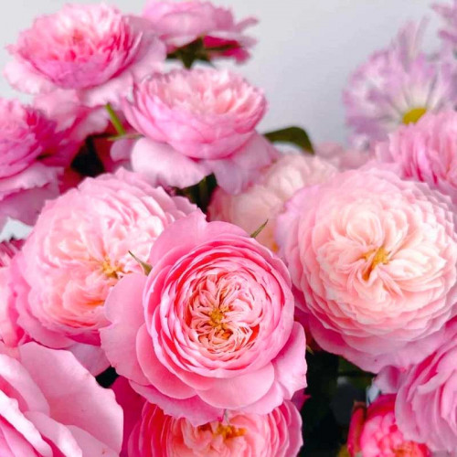 Роза чайно-гибридная Констанс v5 Lav 