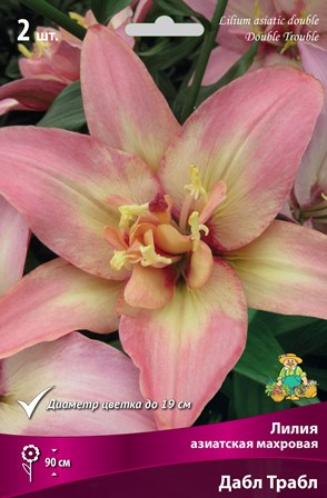 Луковица Лилия азиатская махровая Дабл Трабл 2шт Поиск 