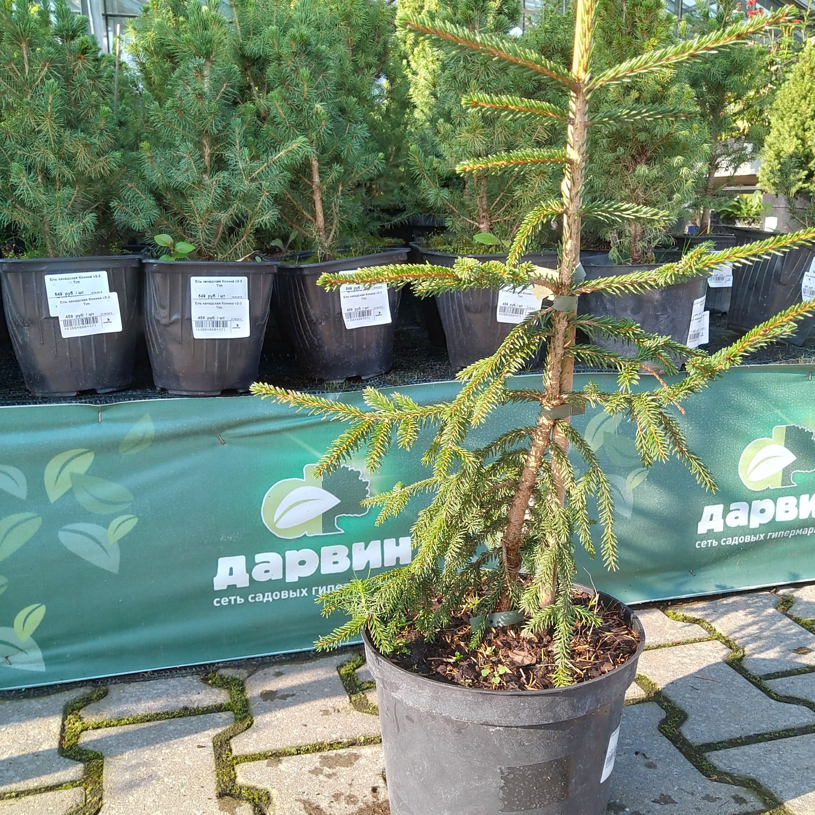 Ель восточная Аурея v5 30-40 