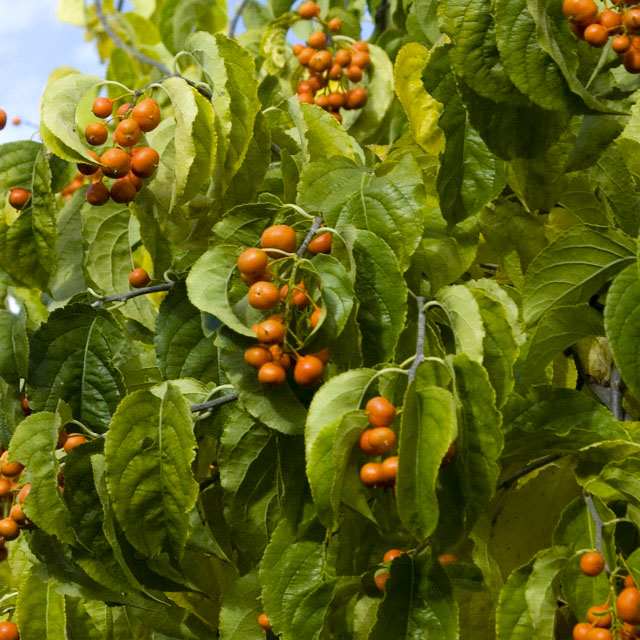 Древогубец лазящий Баилумн v2 CL 