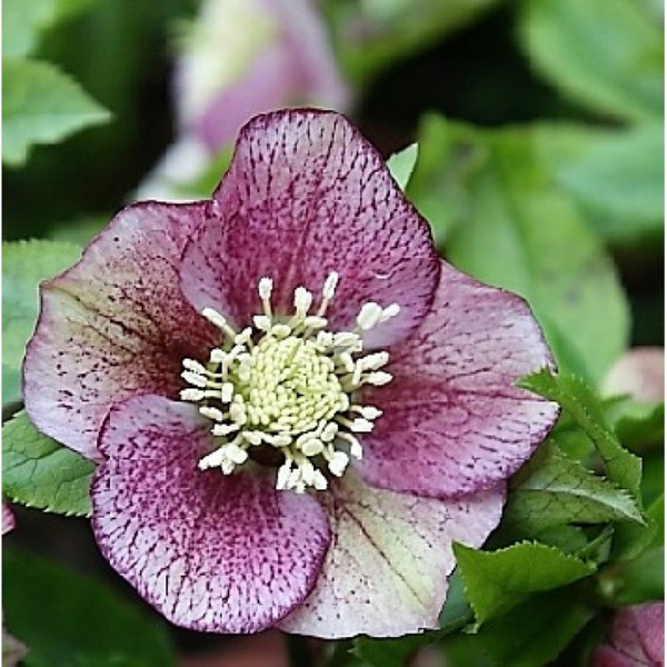  Морозник восточный Претти Элен Споттед С2 ЦО 